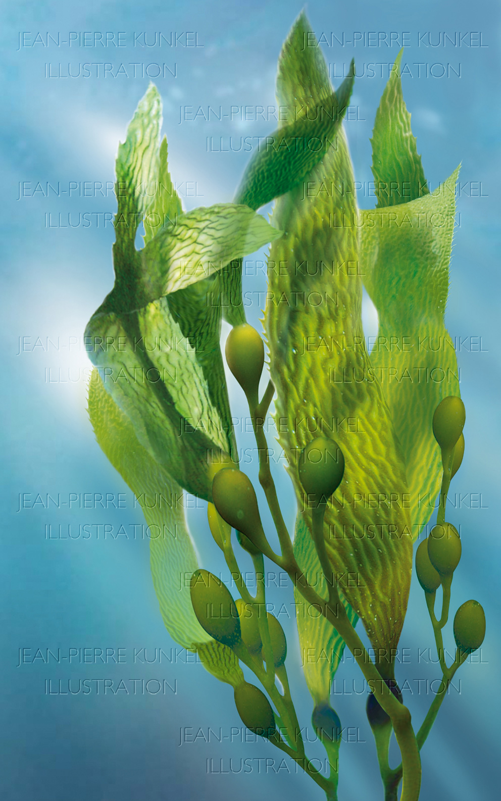 Illustration Alge