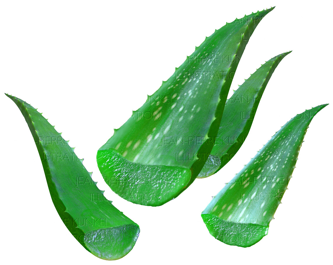 Aloe Vera