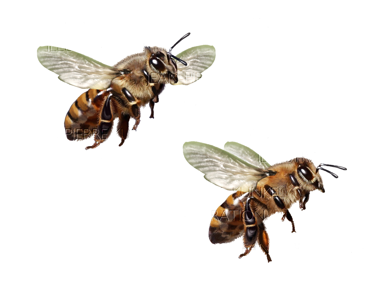 Bienen
