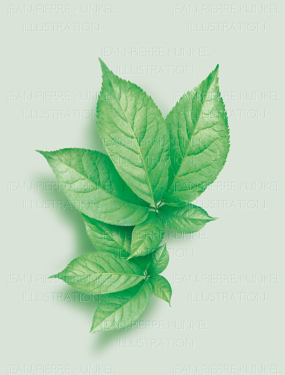 Ginseng