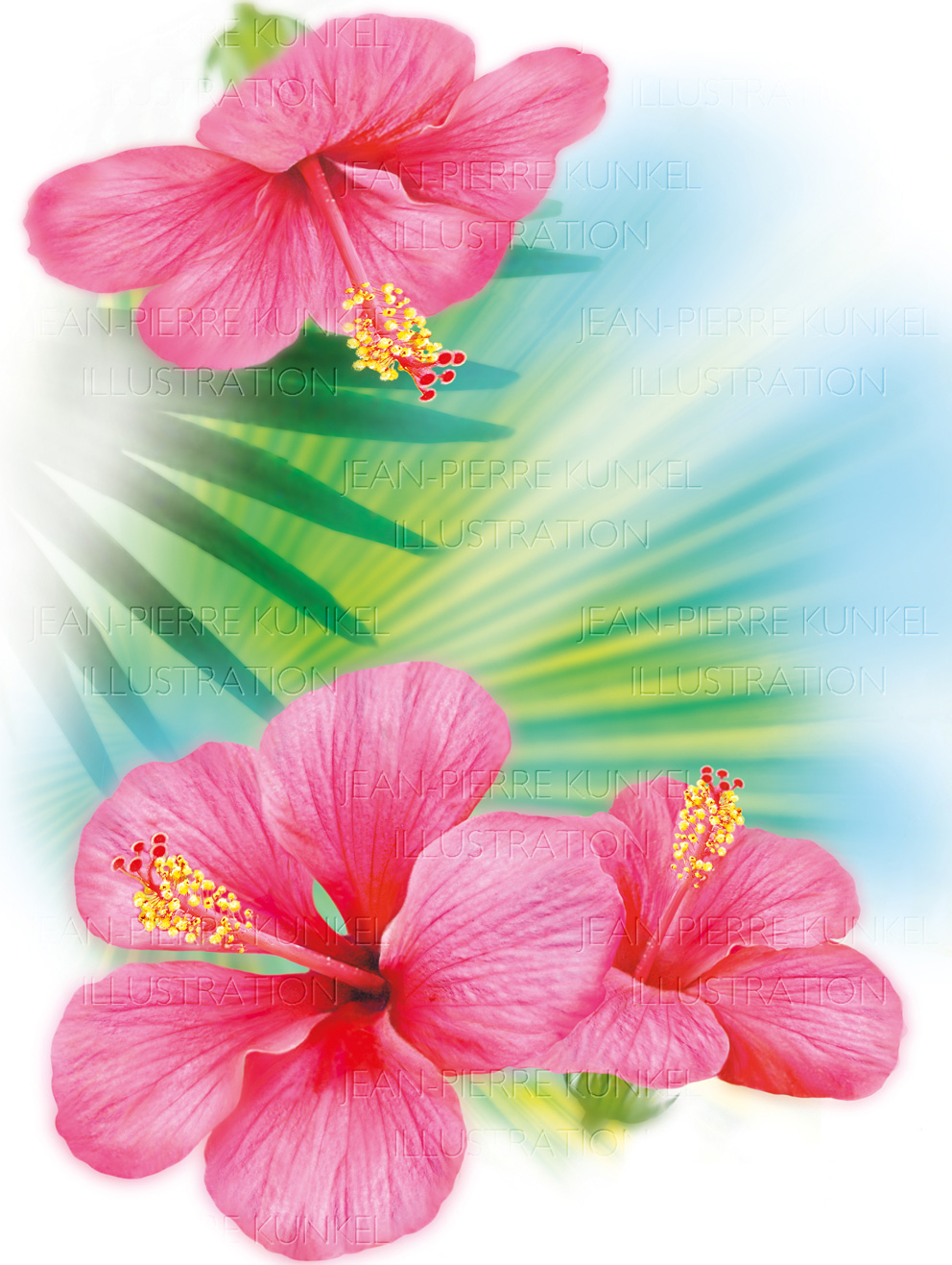 Hibiskus