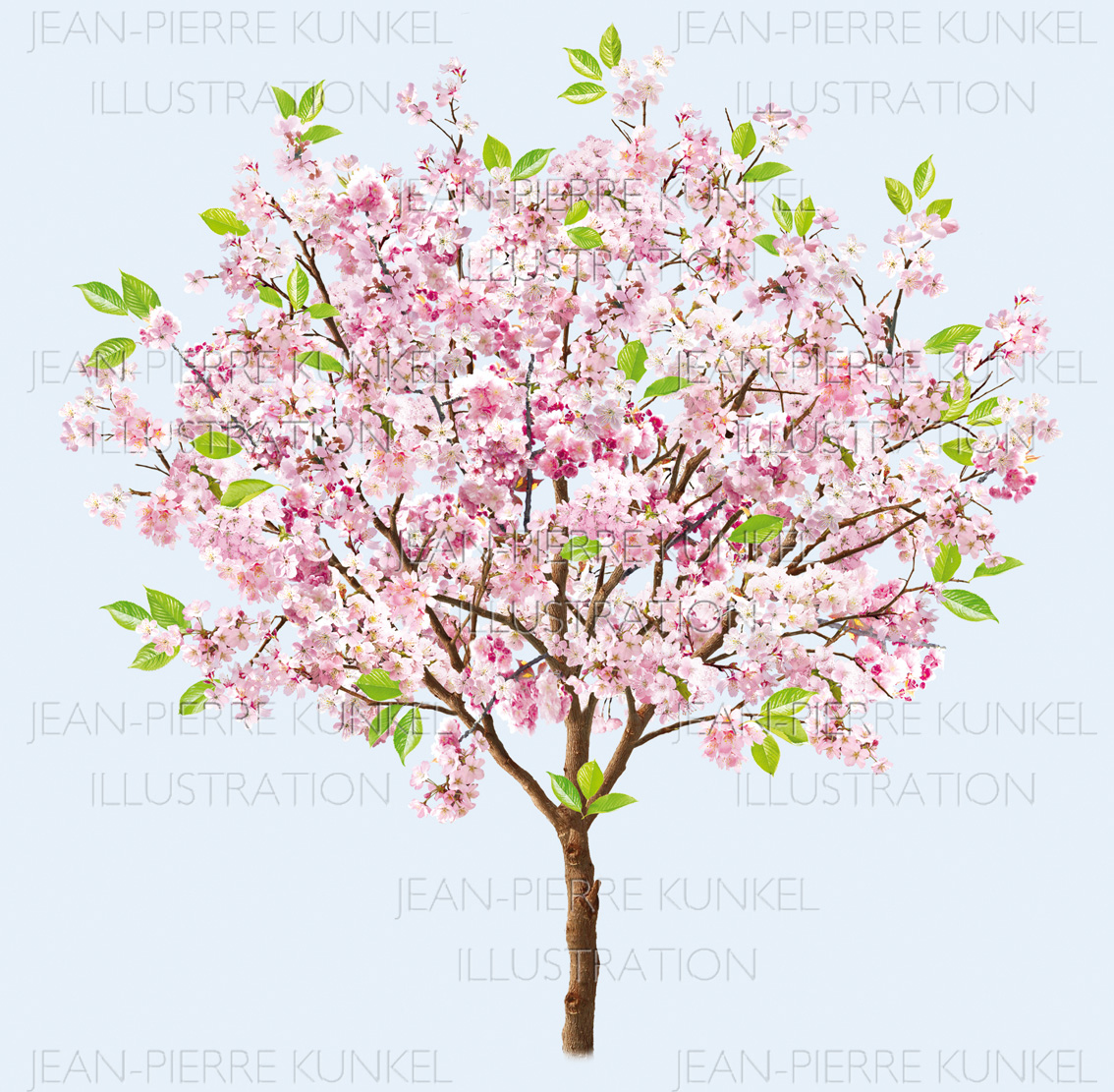Kirschbaum