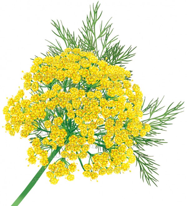 Fenchelblüten