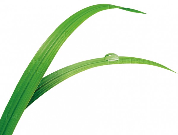 Grashalme mit Tautropfen