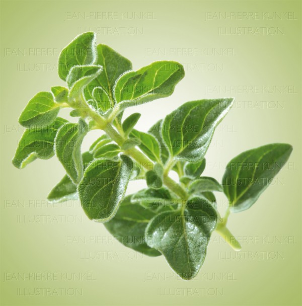 Oregano