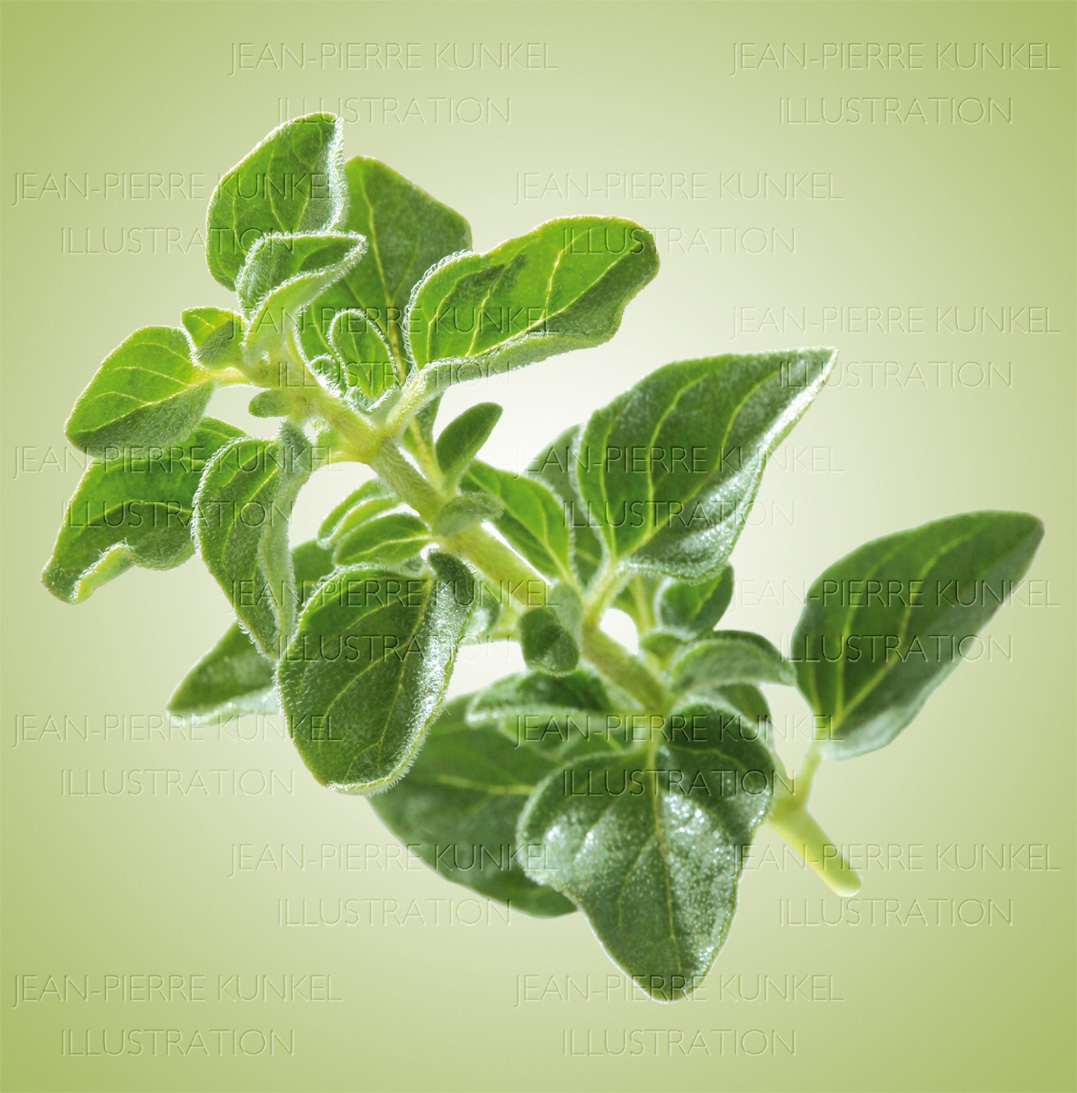 Oregano