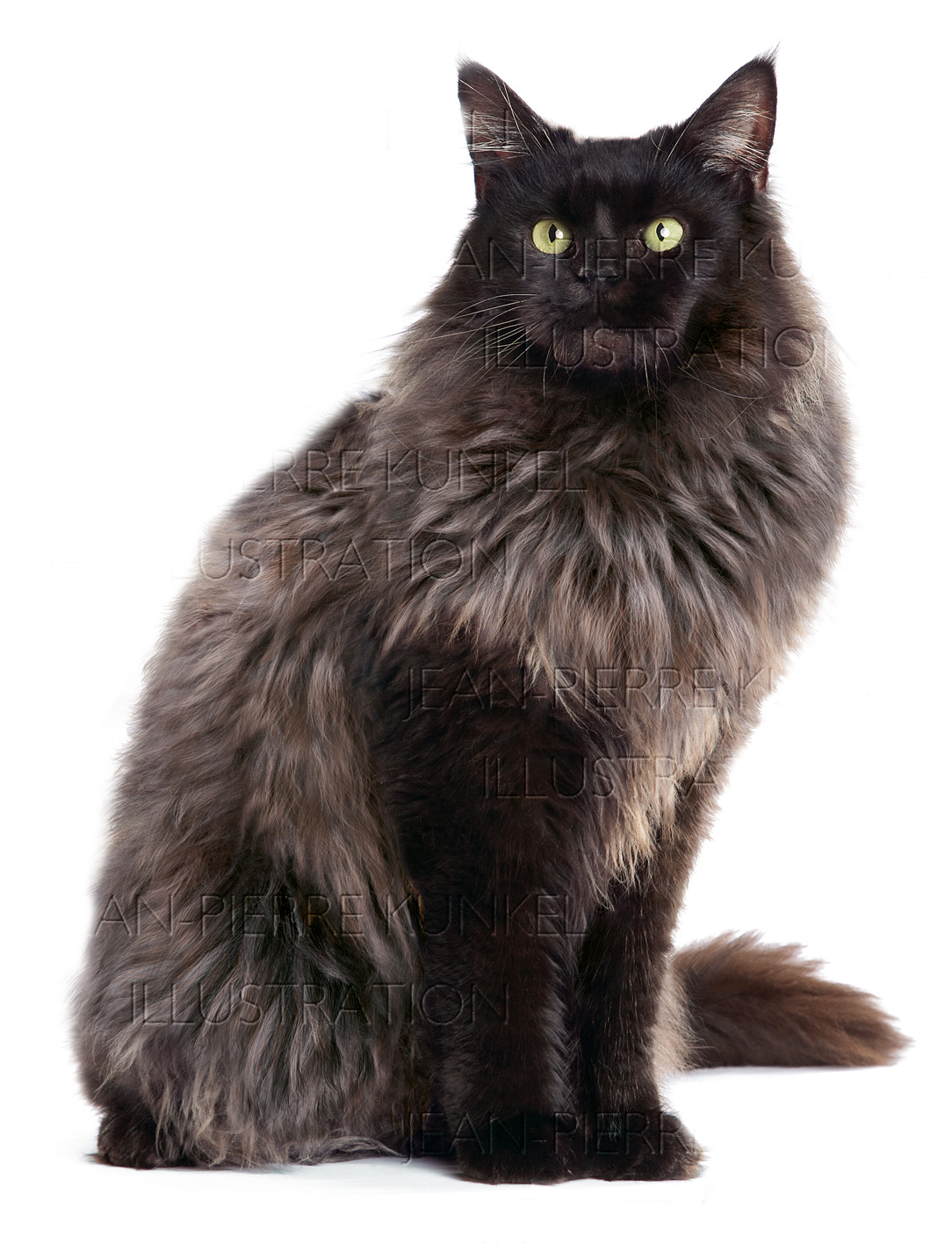 Perserkatze