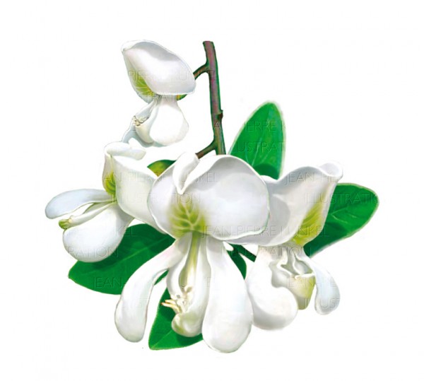 Akazienblüten