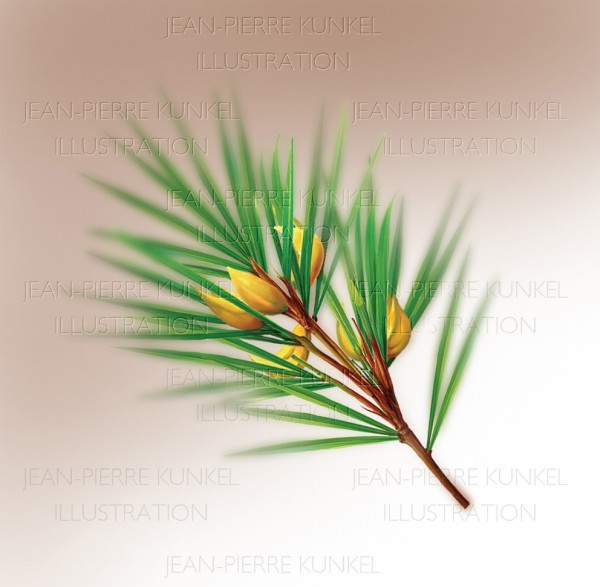 Rooibos
