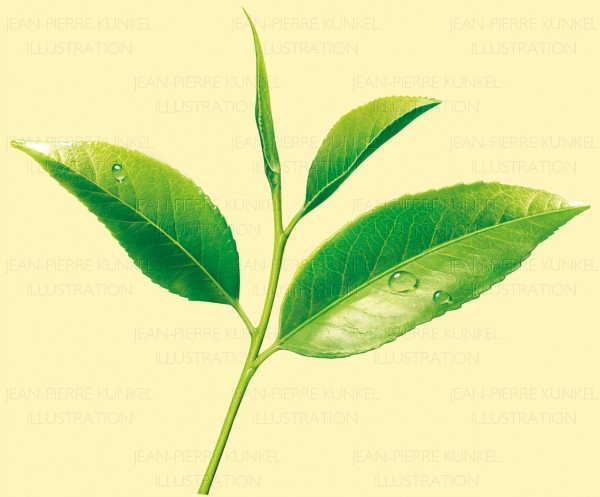 Teepflanze