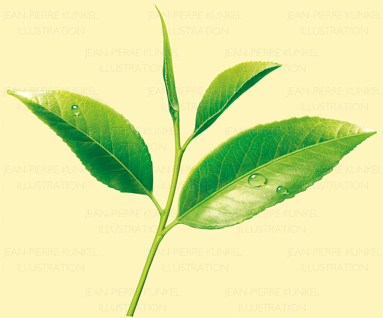 Teepflanze