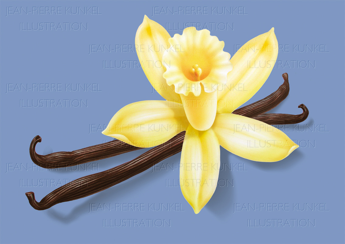 Vanillestangen mit Blüte