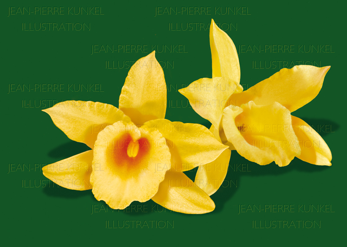 Vanilleblüten