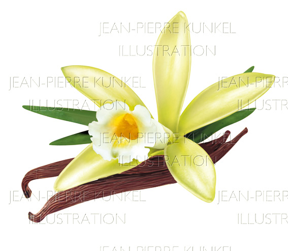 Vanillestangen und Blüte
