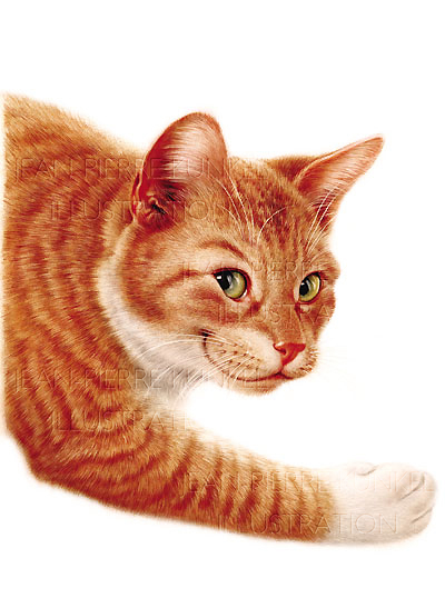 Katze