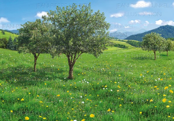 Sommer