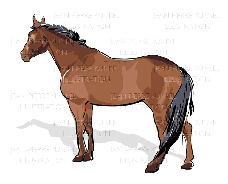 Pferd 1