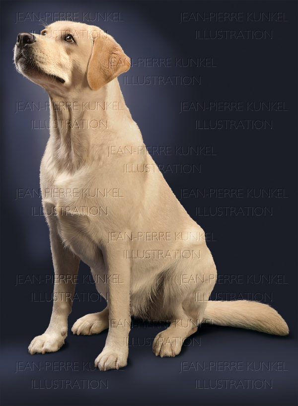 Labrador Retriever
