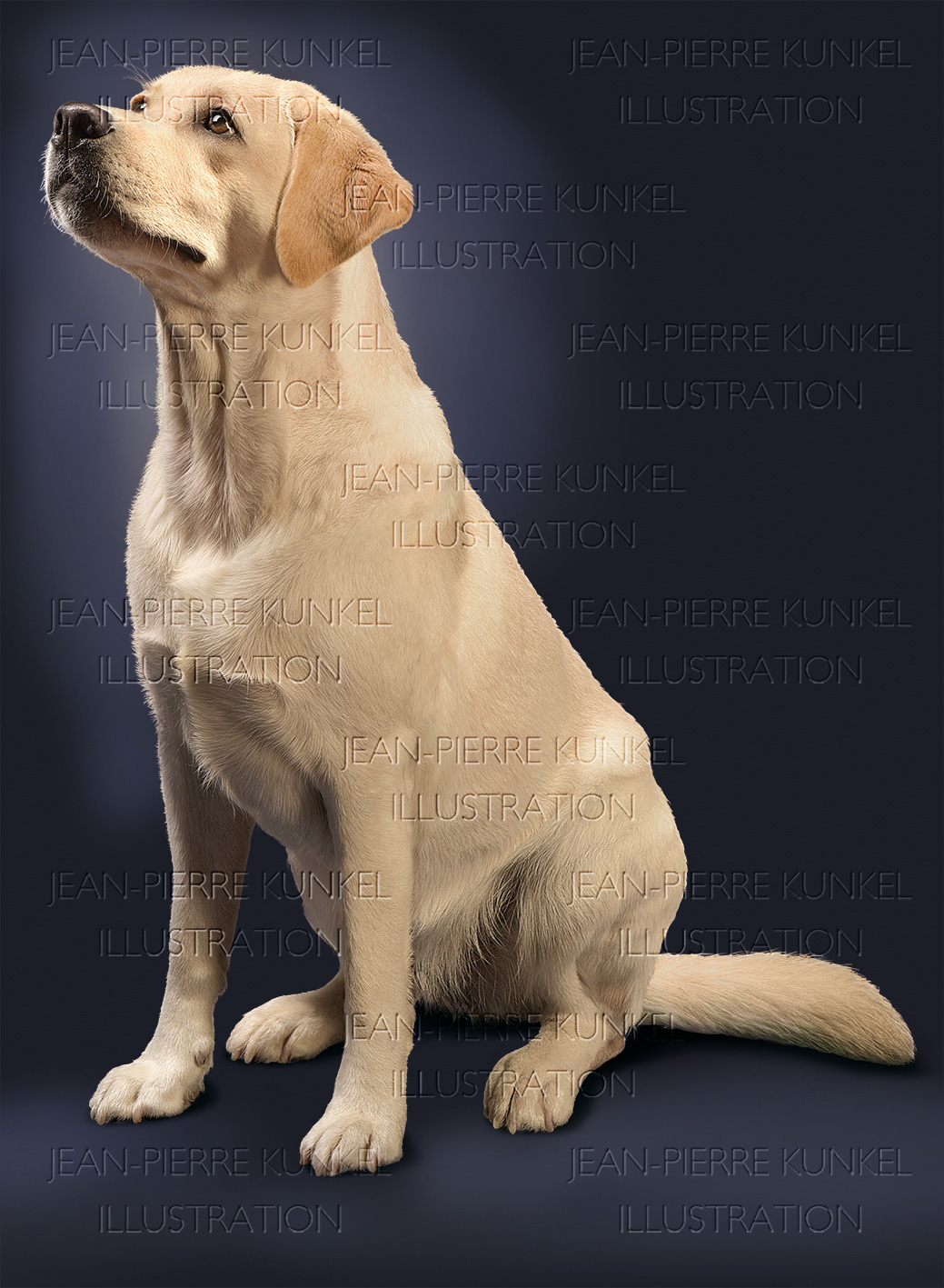 Labrador Retriever