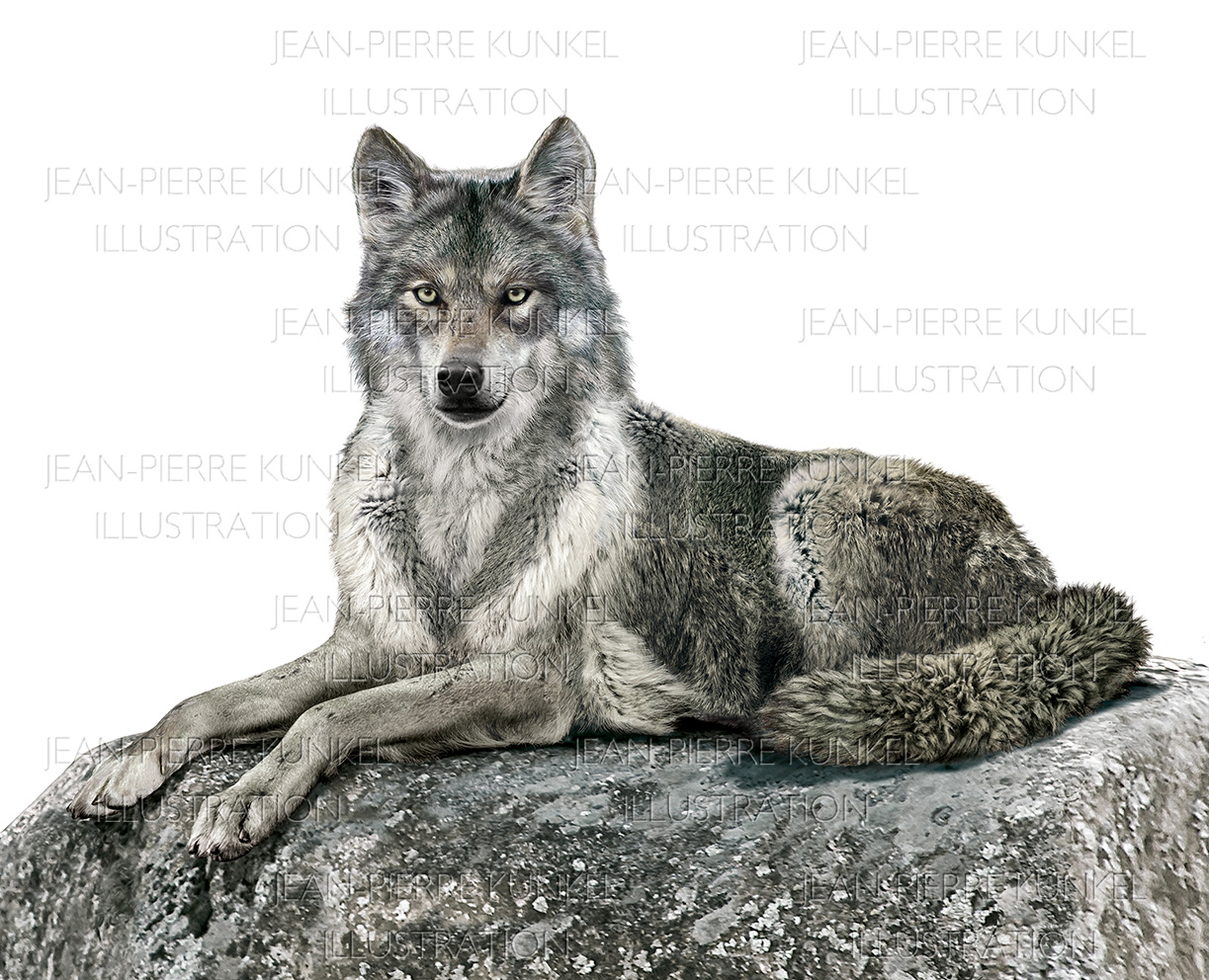 Wolf