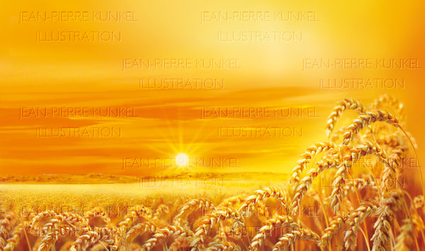Kornfeld 2