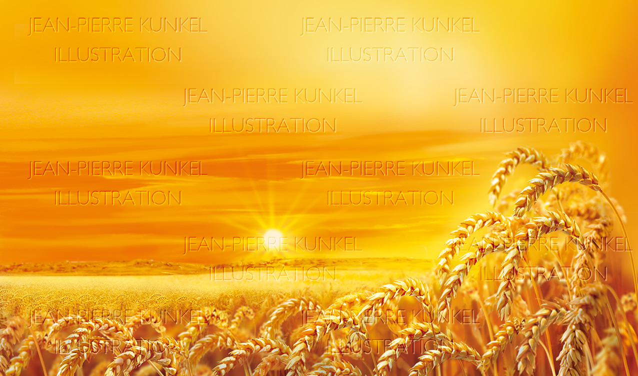 Kornfeld 2