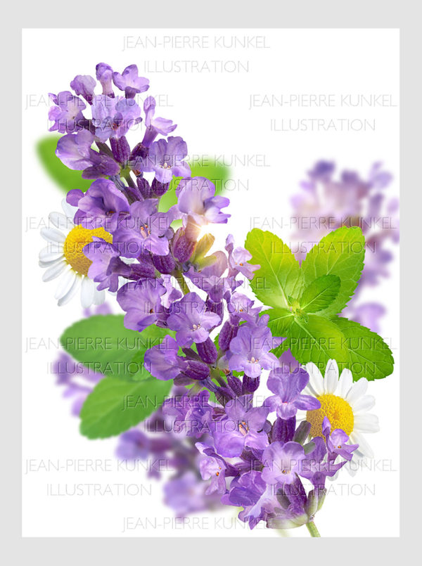 Lavendel 1