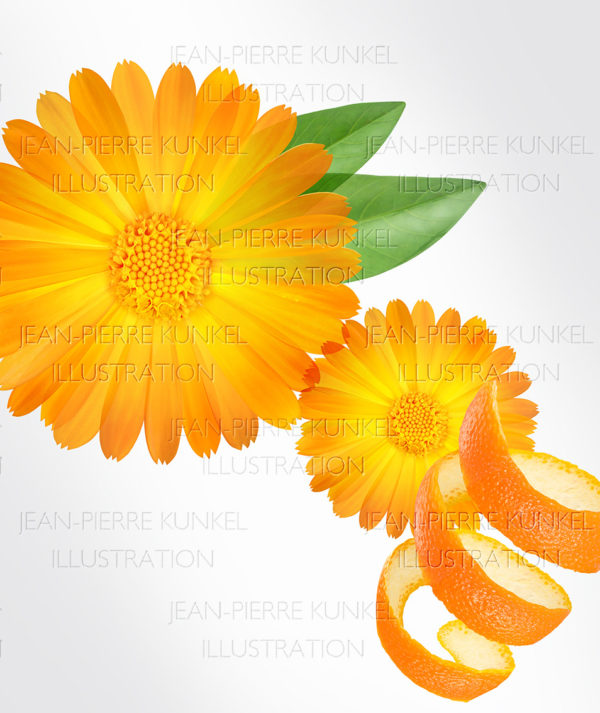 Ringelblume