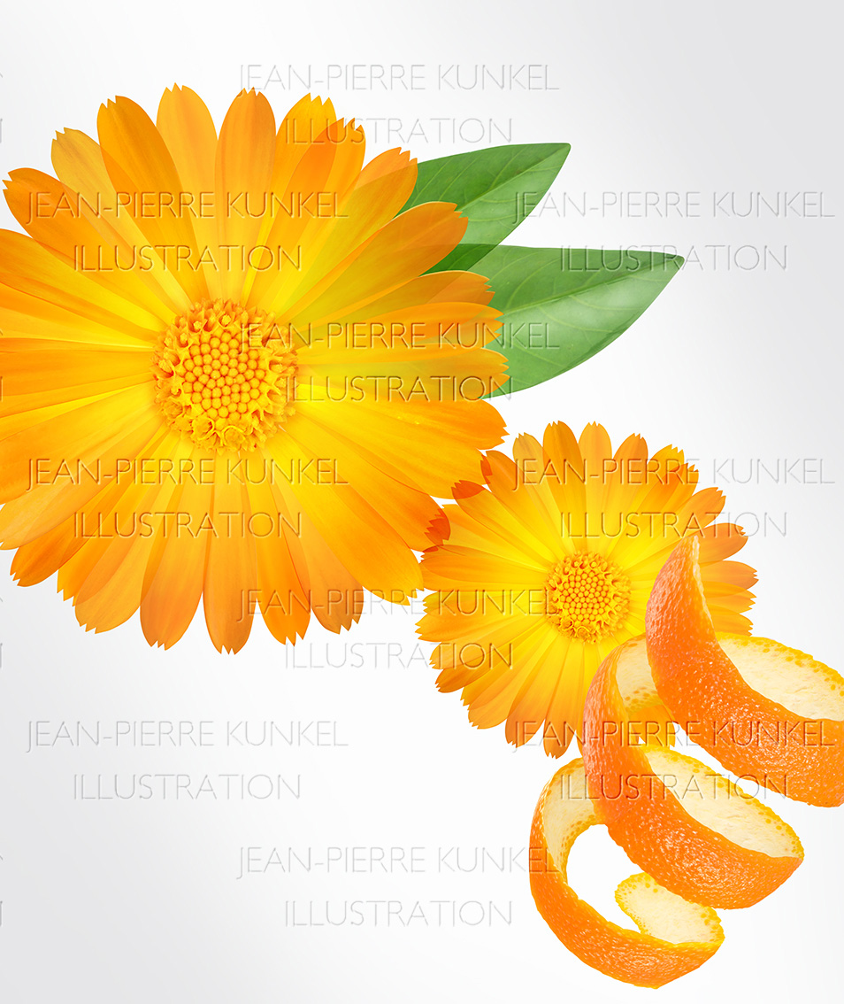 Ringelblume