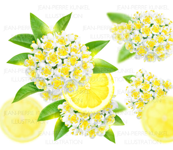 Blüten
