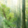 Wald Illustration