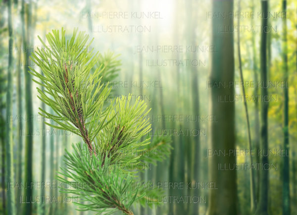 Wald Illustration
