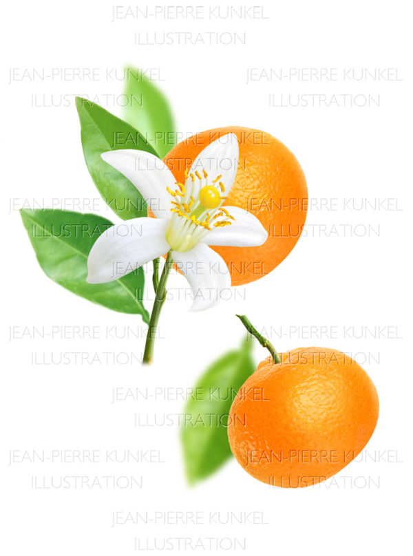 Citrus Illustration 2