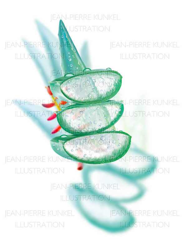 Aloe Vera 2