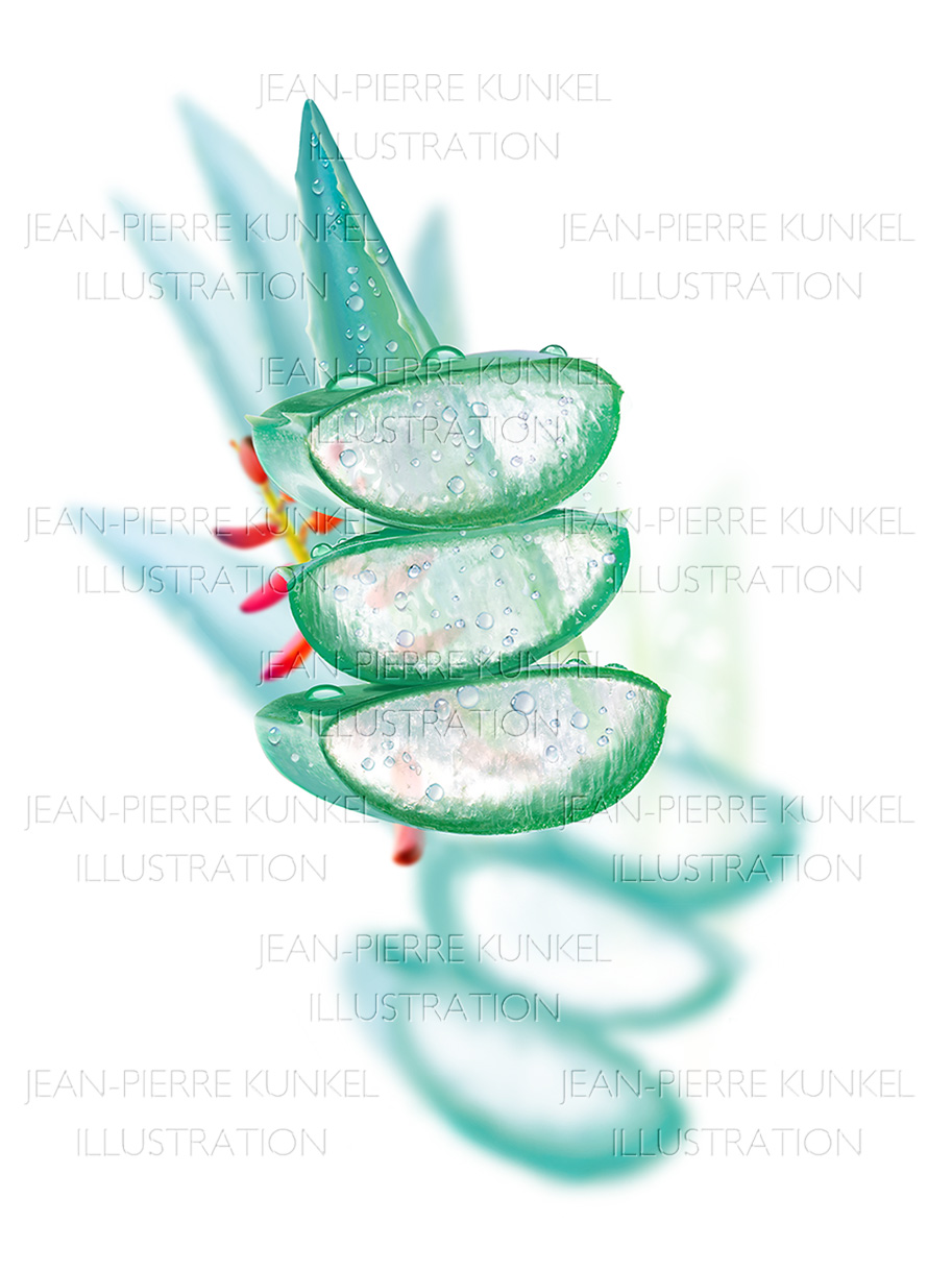 Aloe Vera 2