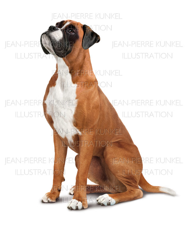 Boxer