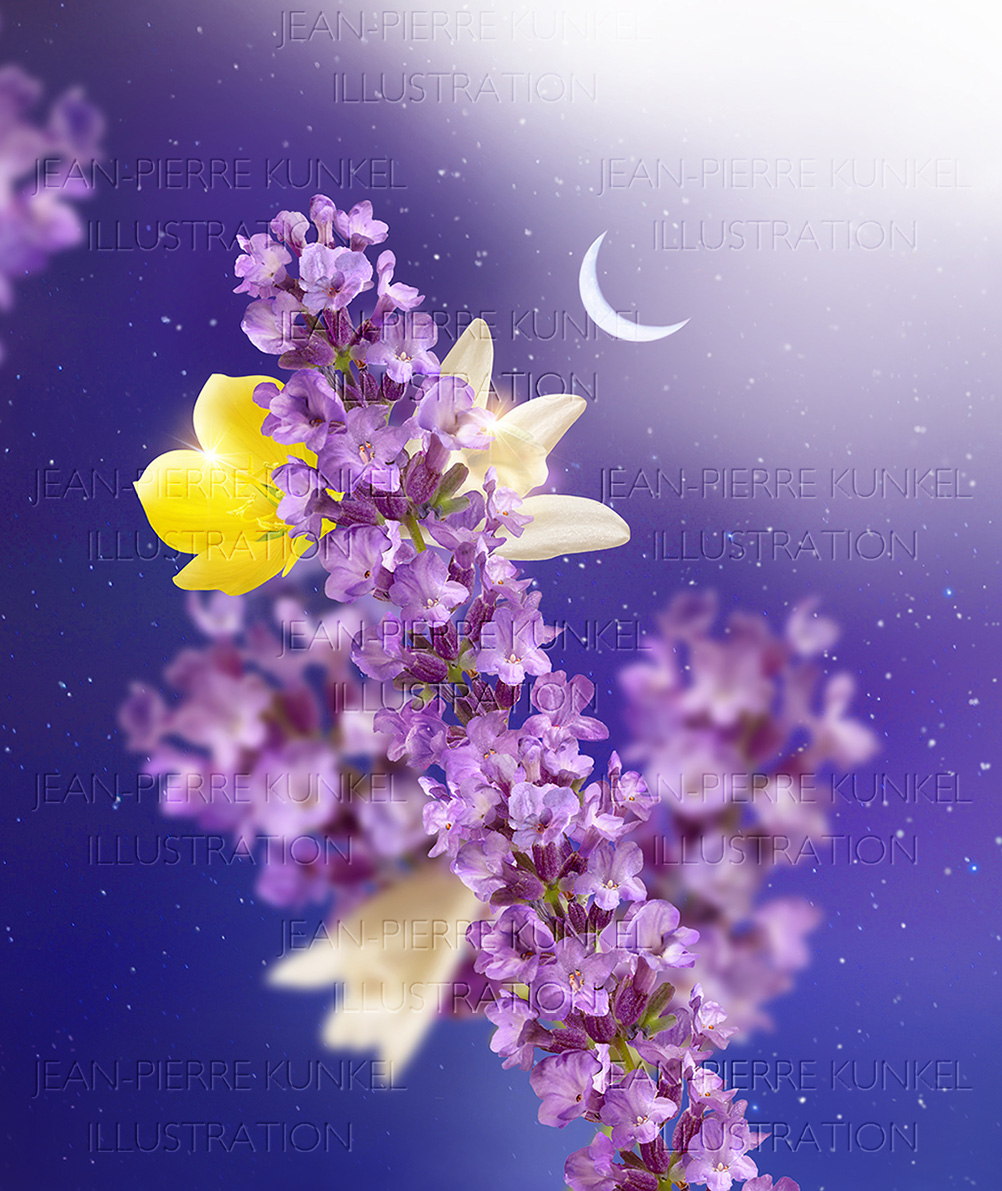 Lavendel-Vanille