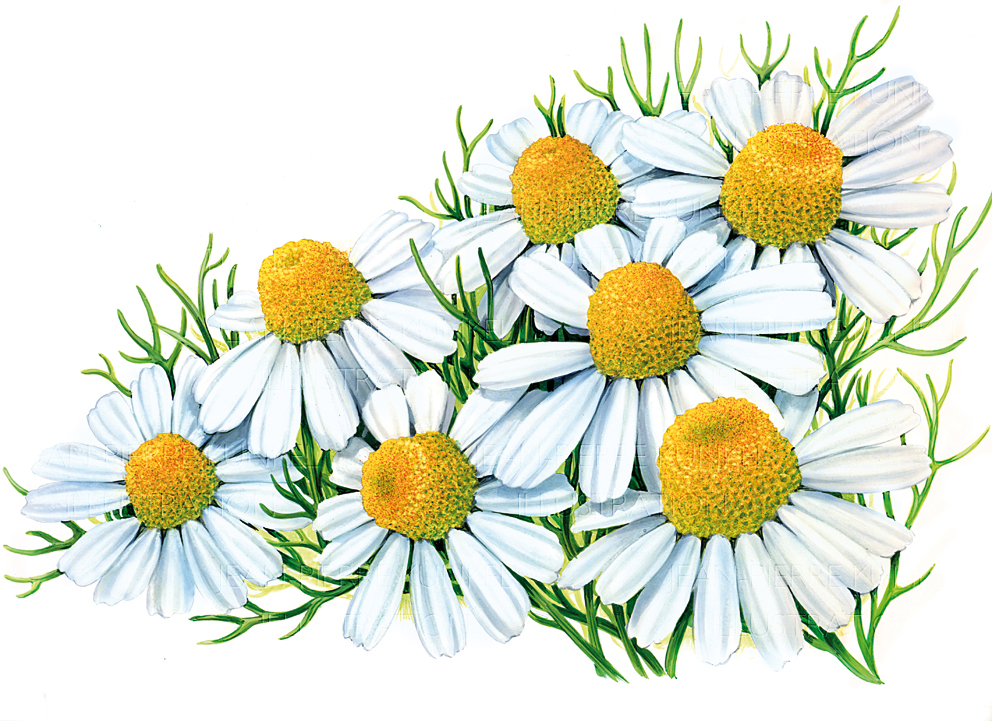 Kamilleblüten