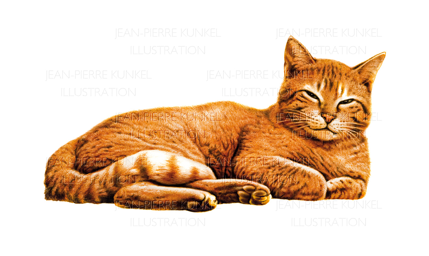 Katze 2