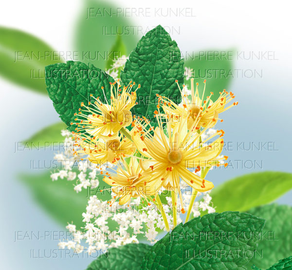 Lindenblüten