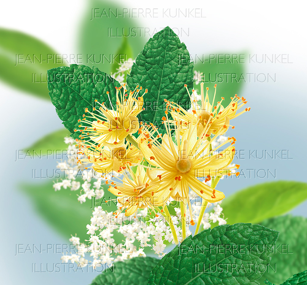 Lindenblüten