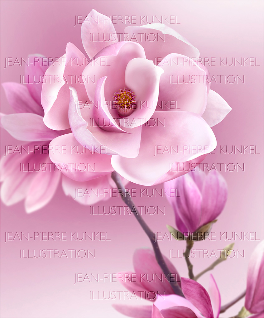 Magnolie