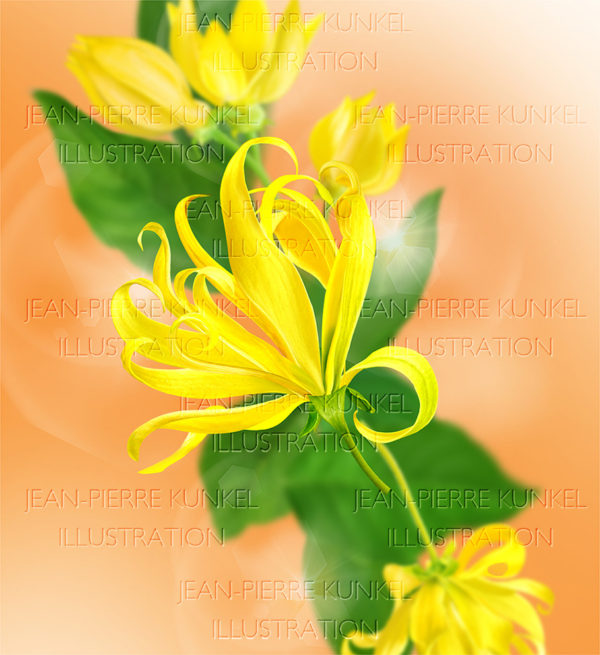 Ylang Ylang