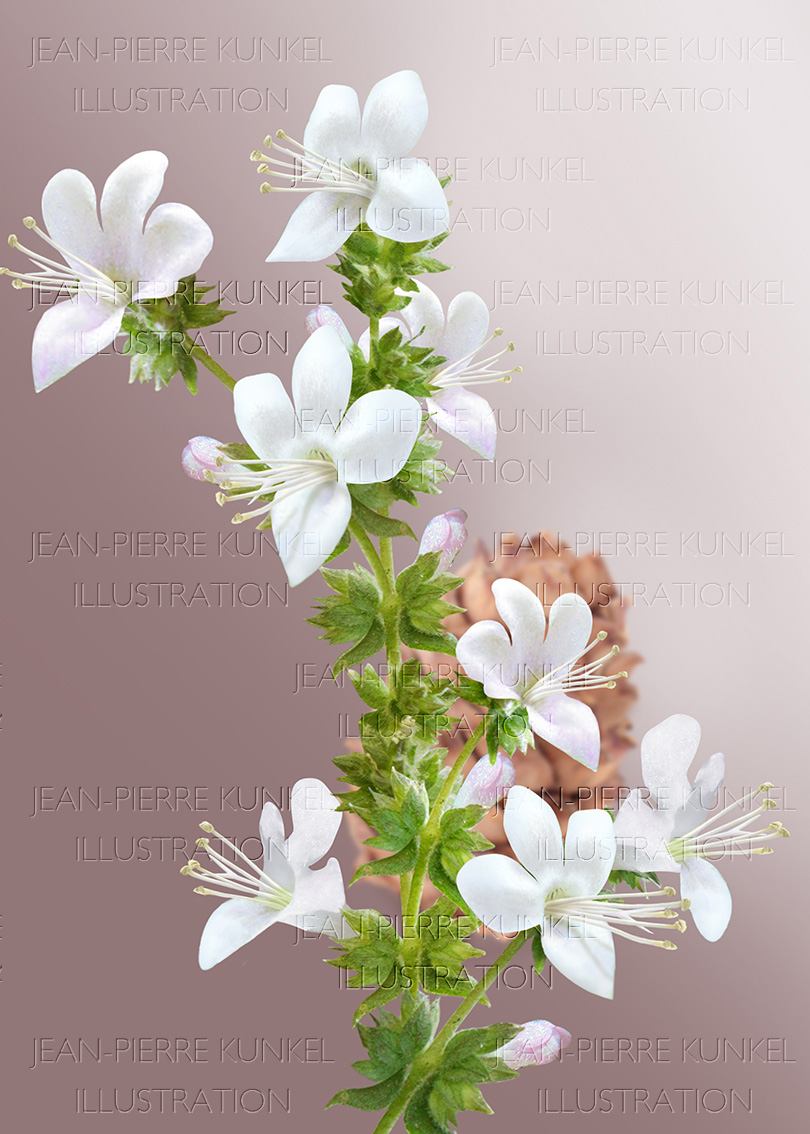 Patchouli